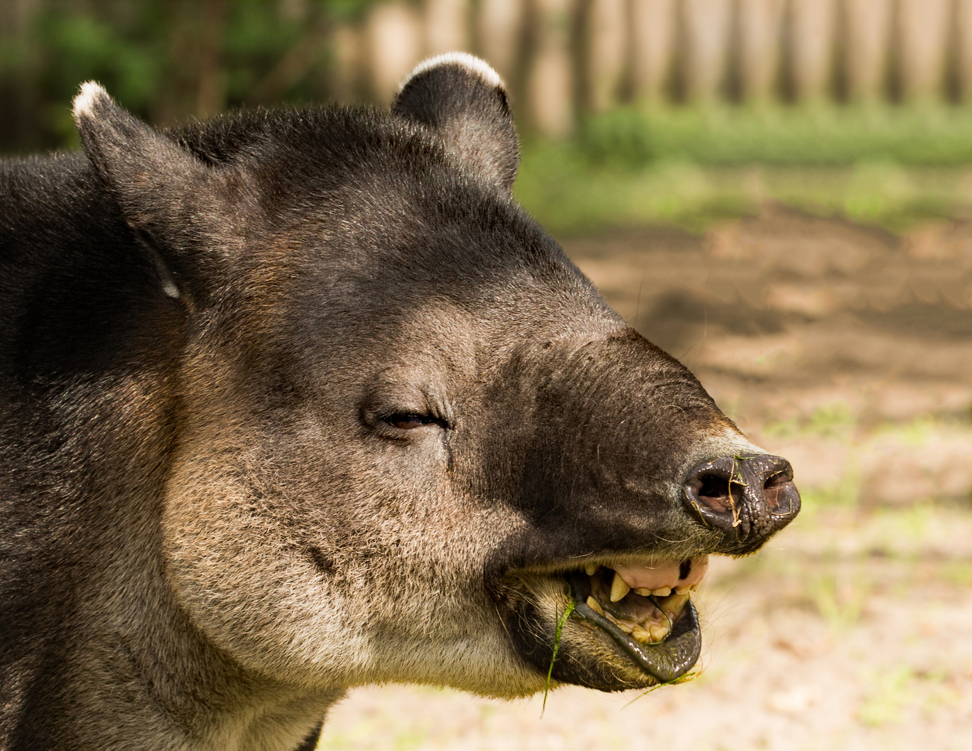 TAPIR.jpg