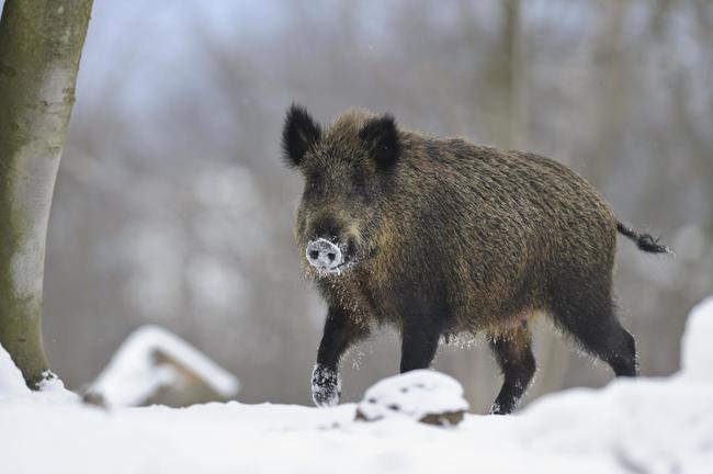 rolfes_wildschwein_wr_10_3911_0_0.jpg