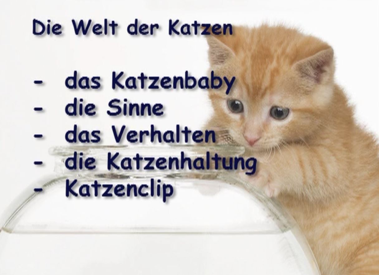 Katzen2.JPG