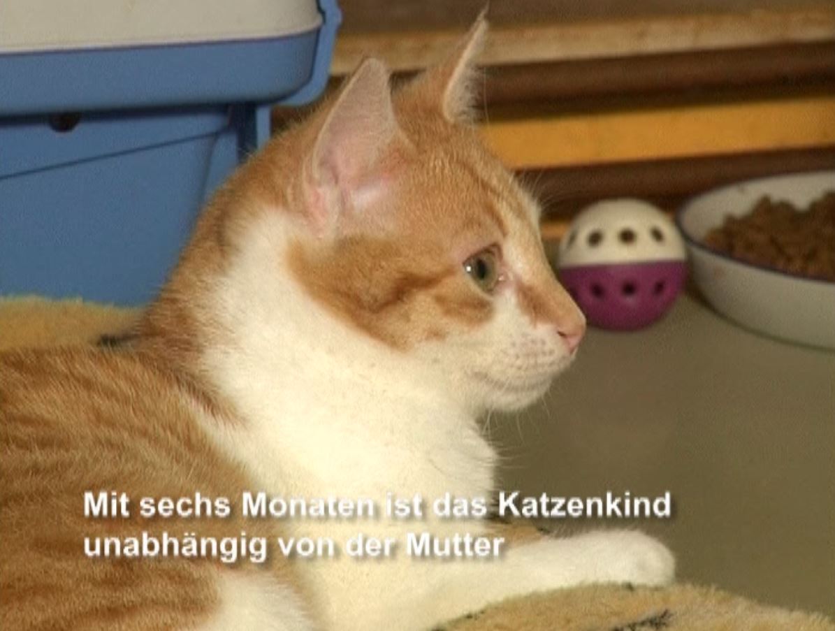 Katzen3.JPG